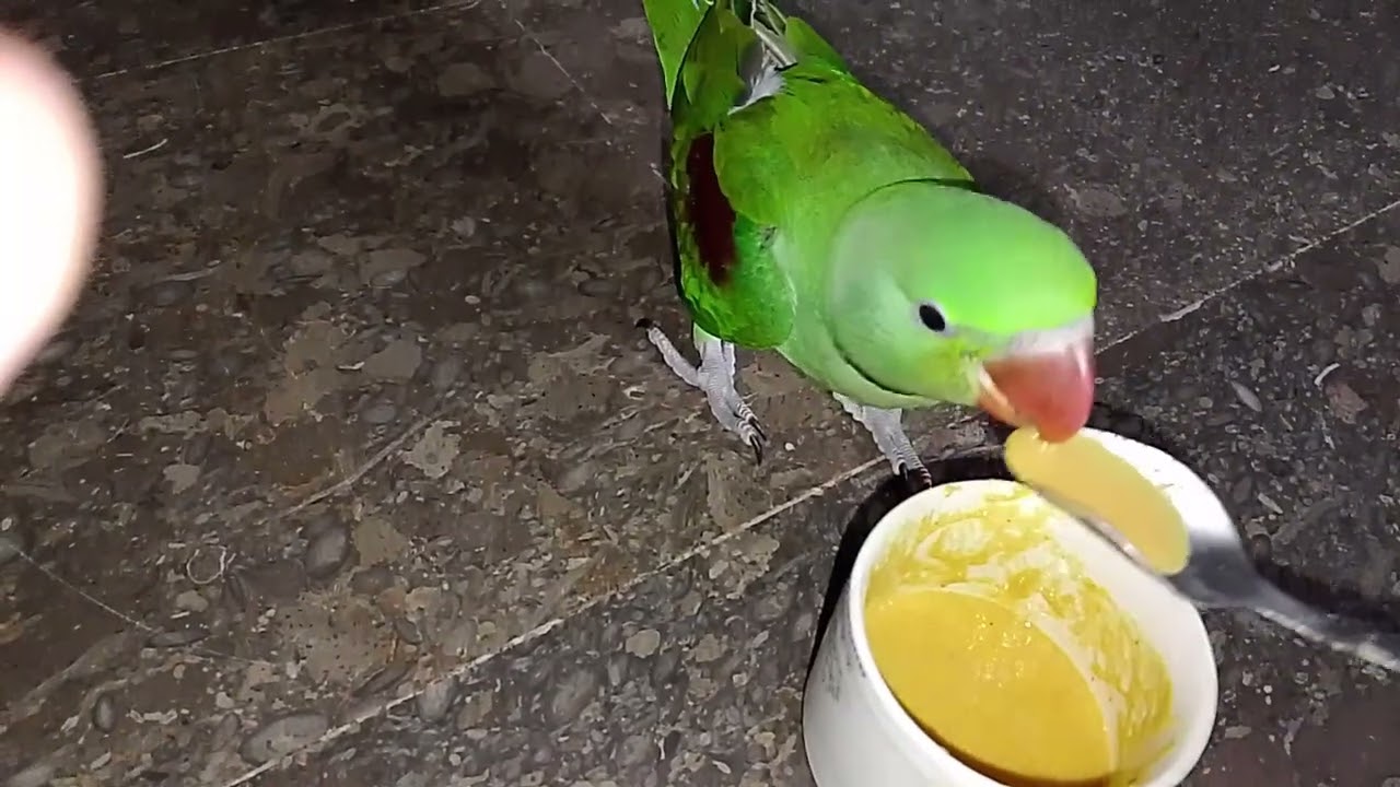 Haw tame a parrot//feed k liay kasy tame krain