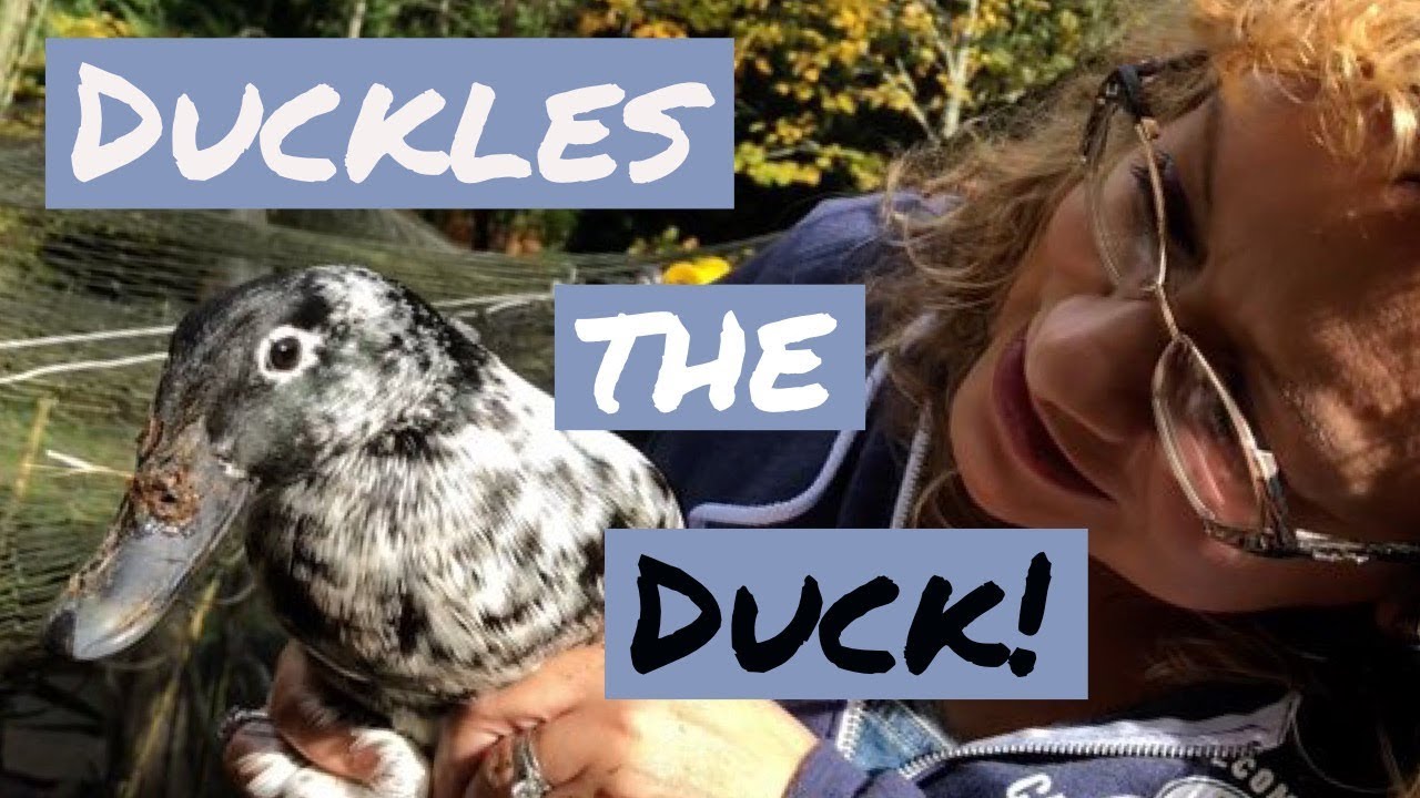 Adding a Duck to my Flock of Chickens | Chickenlandia VLOG