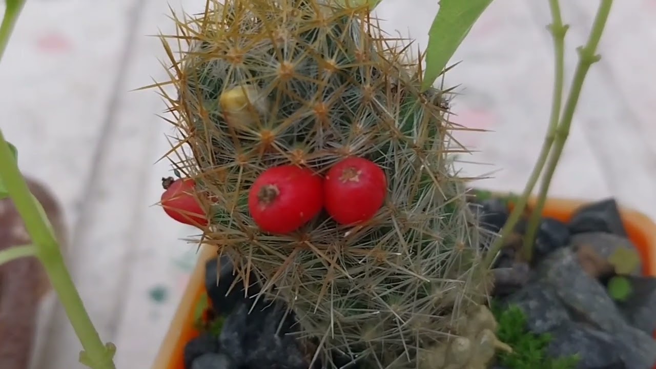 CACTUS MAMMILLARIA Y SUS CUIDADOS. #parati  #elsalvador  #cactus