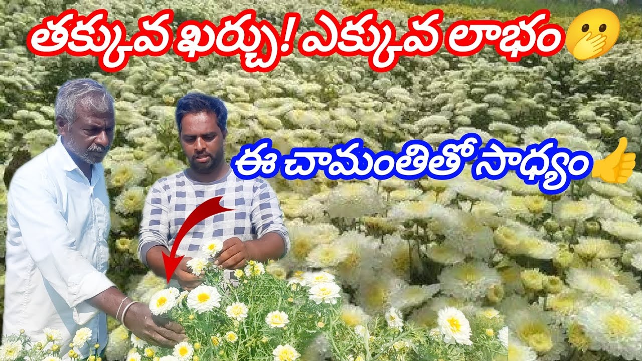 తక్కువ పెట్టుబడి..ఎక్కువ లాబా పంట#trending #viralvideo #flowerfarming #flowers #andhra #chamanthi