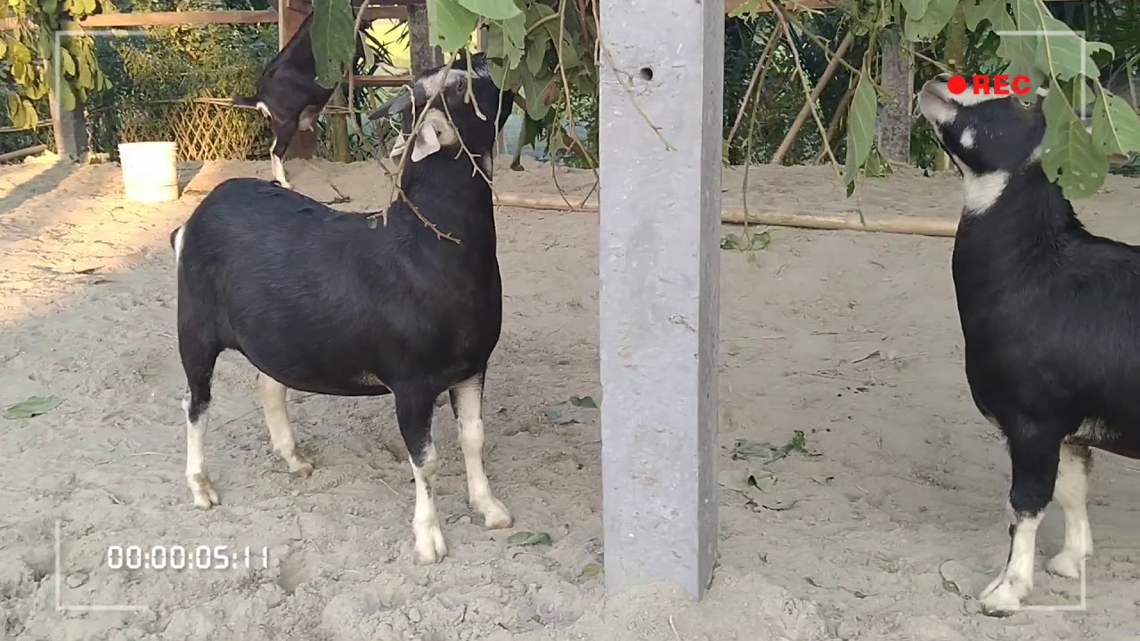 Assam black bengol  Goat farming  at khatartary(District-barpeta)