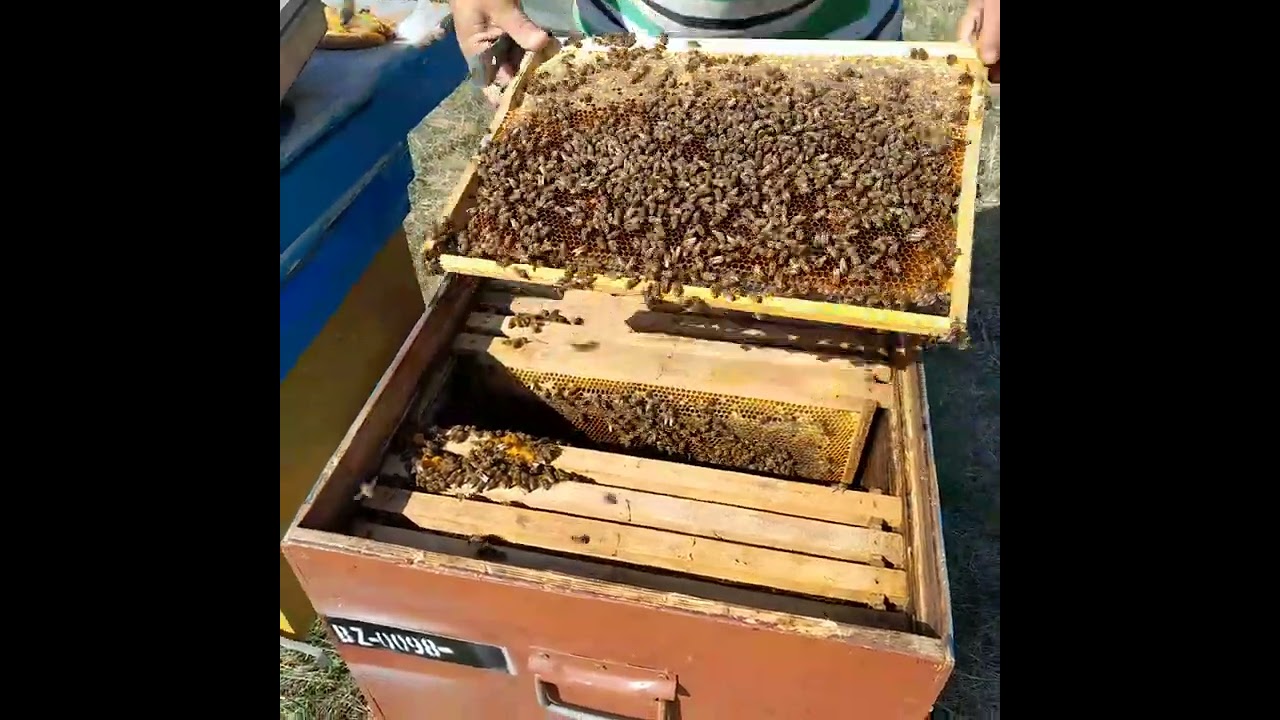 TRATAREA FAMILIILOR DE PUIET VĂROS ȘI LOCĂ, PARTEA A-- 3A