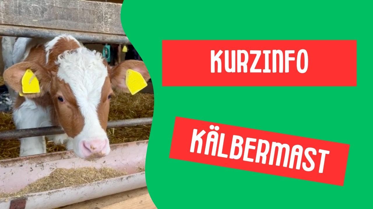 Kurzinfo Kälbermast