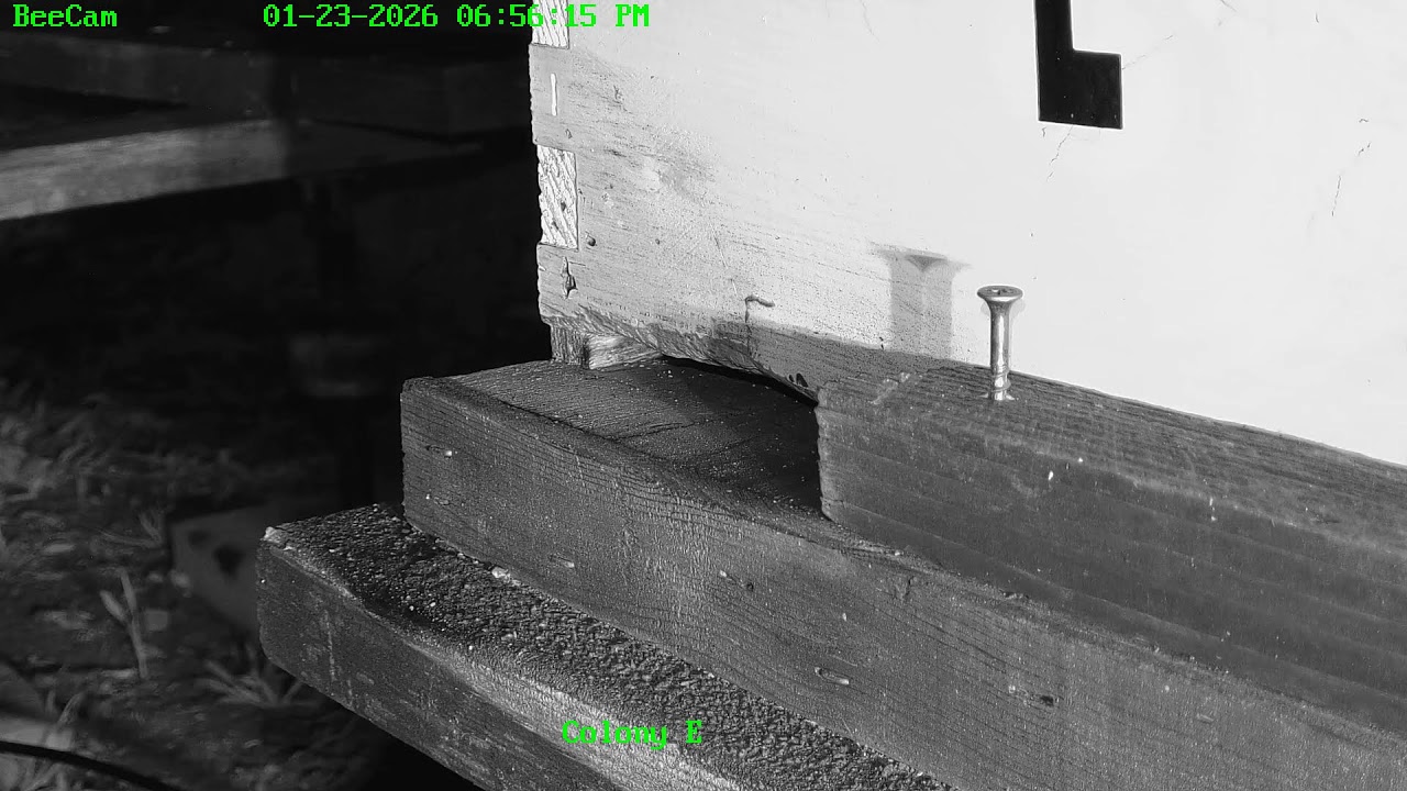 Swarm Cam at Painted Peacock Manor