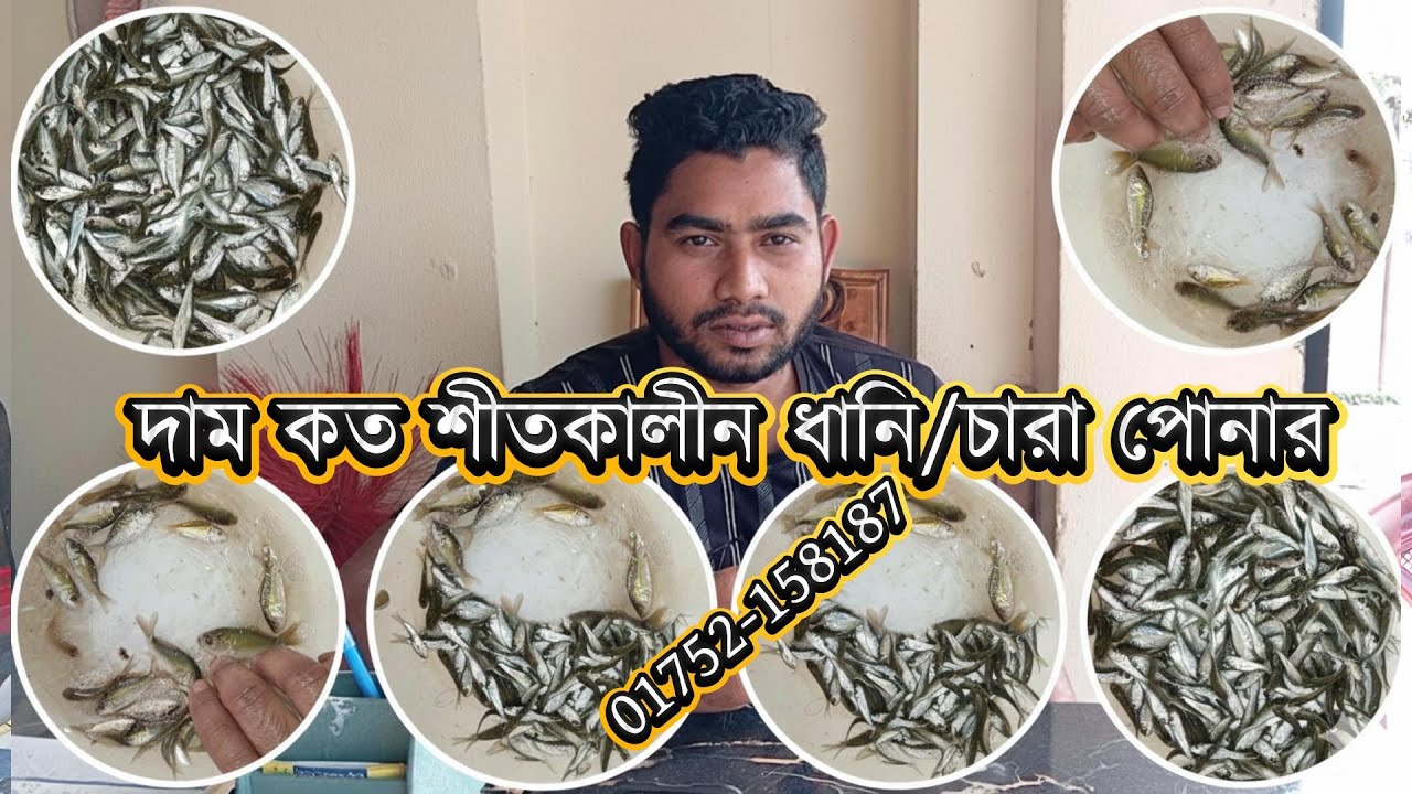 #দাম কত শীতকালীন ধানি/চারা পোনার পাইকারি দাম  ভিন্ন ভিন্ন সব ধানি/রেনু ও চারা পোনার পাইকারি দাম কত