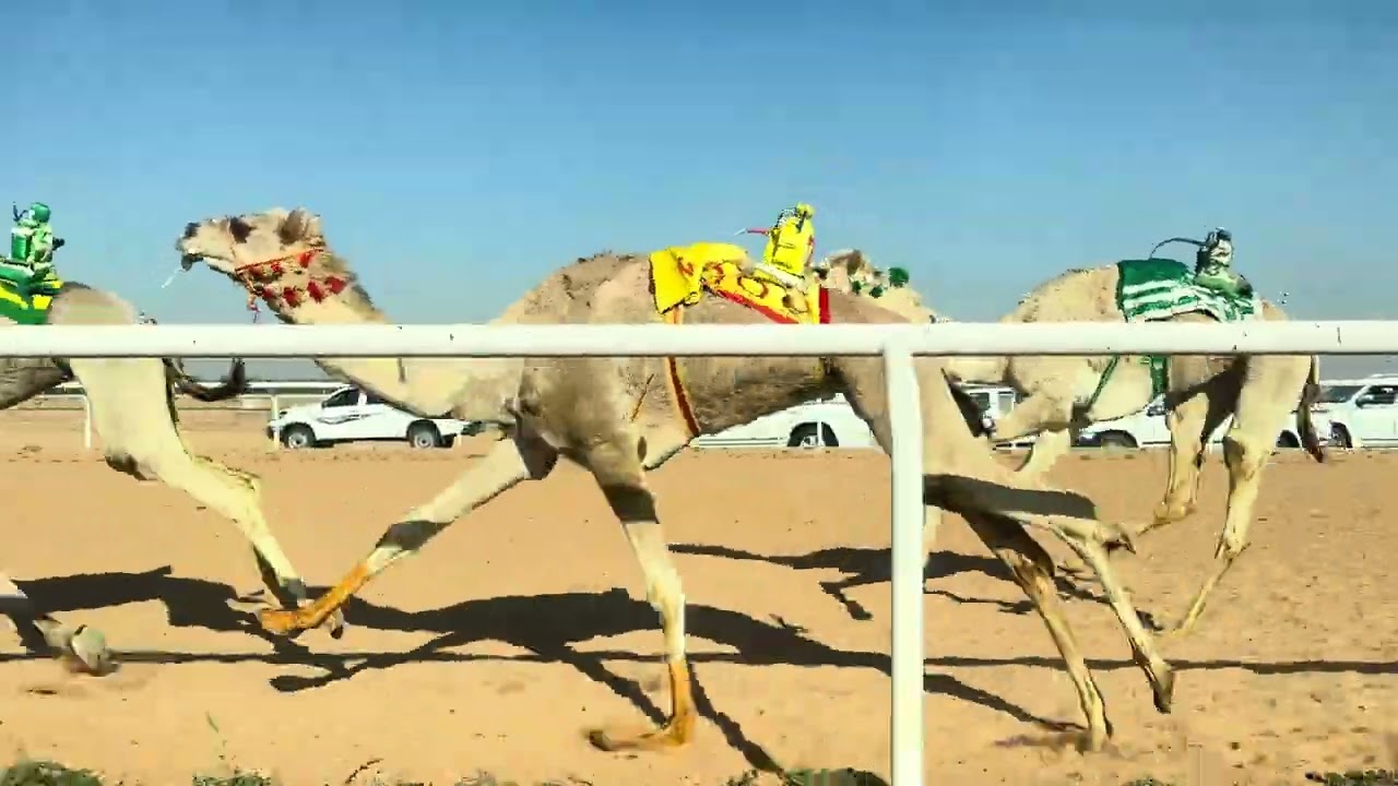 ش1الرئيسي بكار جذاع الظبي ل سليم ثاني البلوي