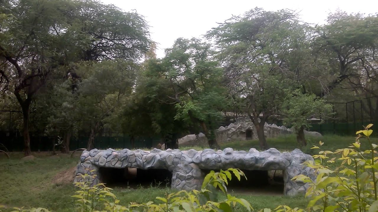 Lion in Delhi Zoo