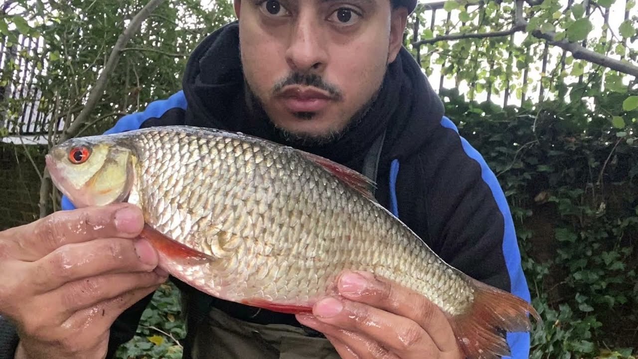 Roach fishing using stick float on Clear Shallow River ( River Colne )