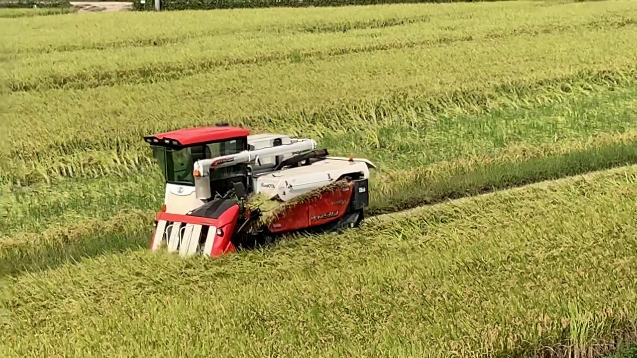 Hemp Harvest | HempFlax | John Deere T660i Double Cut Combine | For CBD oil