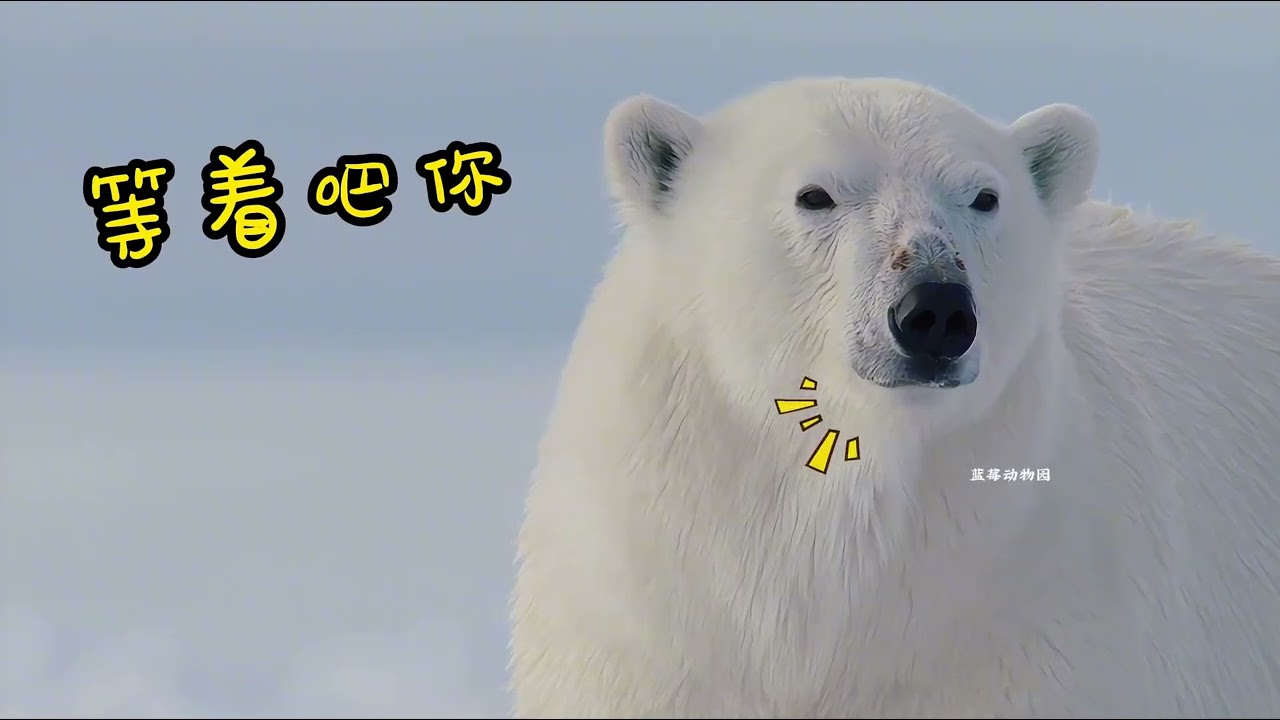 北极熊，一种凶猛又可爱的大块头。