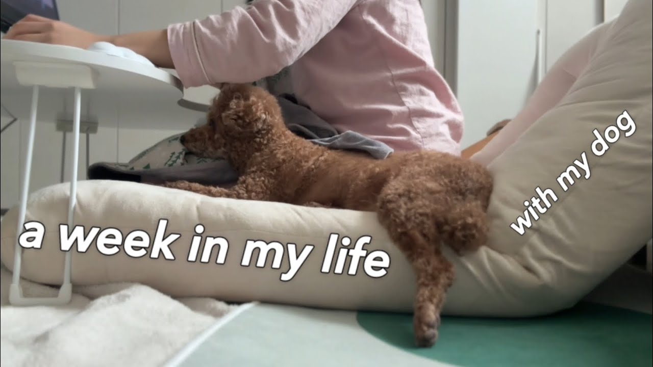 vlog | 본격 개백수 초밀착 일주일 vlog🐶 고구마 크루아상, 바나나주스, 스팸 오리고기 포케
