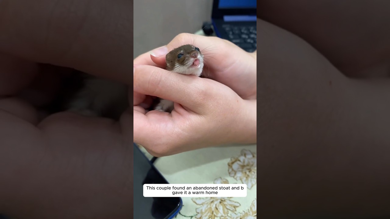 Эта пара нашла брошенного горностая и дала ему теплый дом.