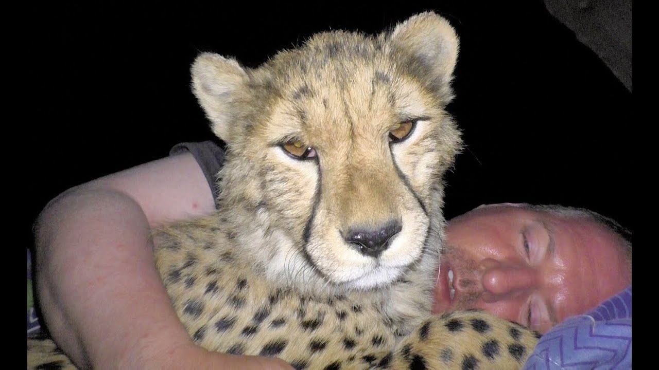 Growing UP Cheetahs - Yearling Cubs Play Run Cuddle At Endangered Big Cat Breeding Center (Part 3)