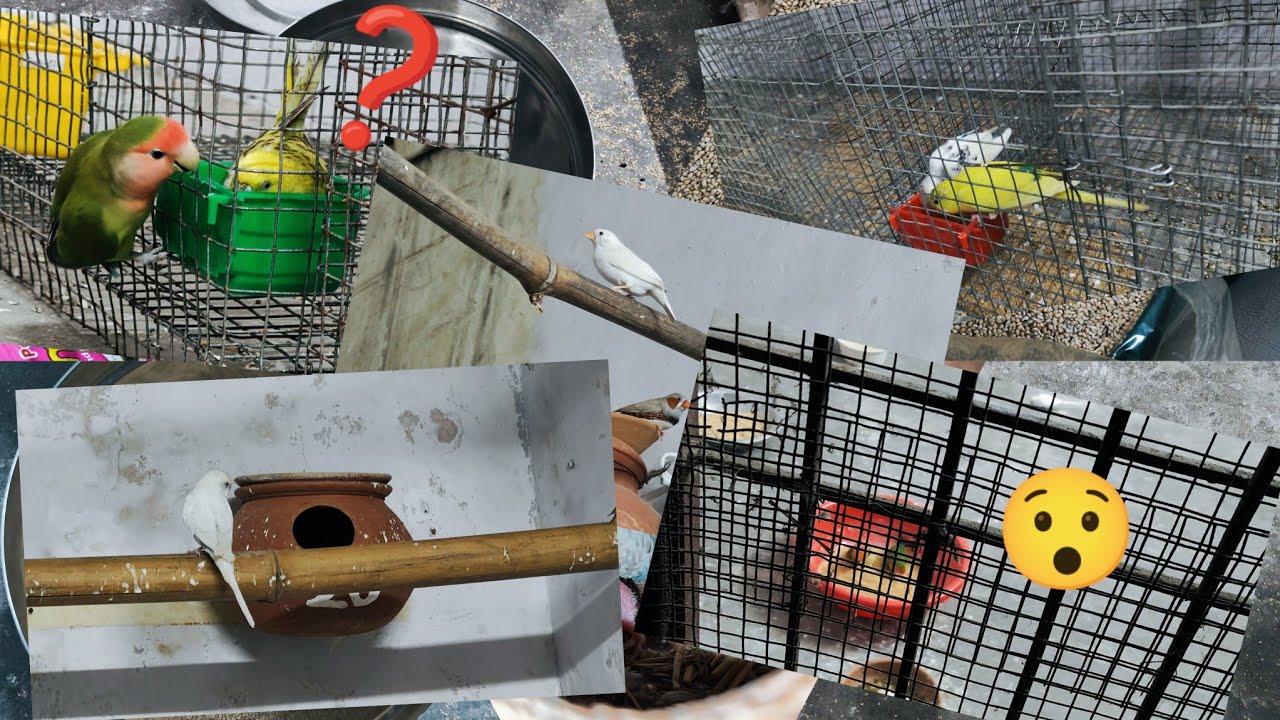 Itne eager birds kabhi dekhe nahi 😍 food ko dekh kar