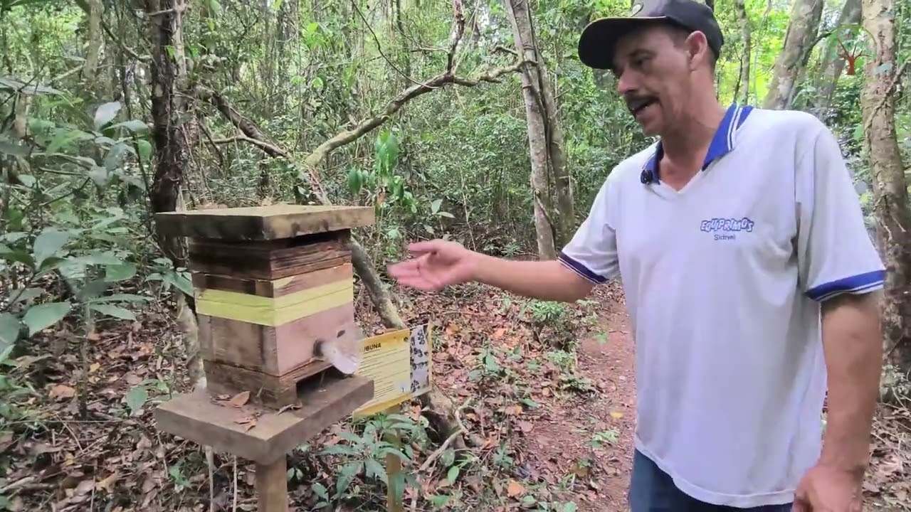 Abelhas Nativas Jataí com e sem mel diferenças no mesmo ambiente