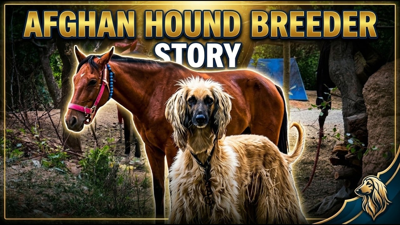 Afghan Hound Breeder | Hamidullah&rsquo;s Story
