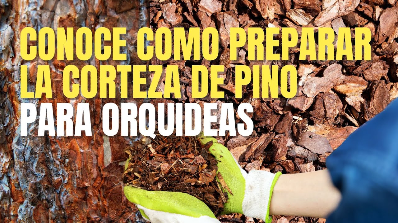 ¿Cómo preparar la corteza de pino para orquídeas? 🌸