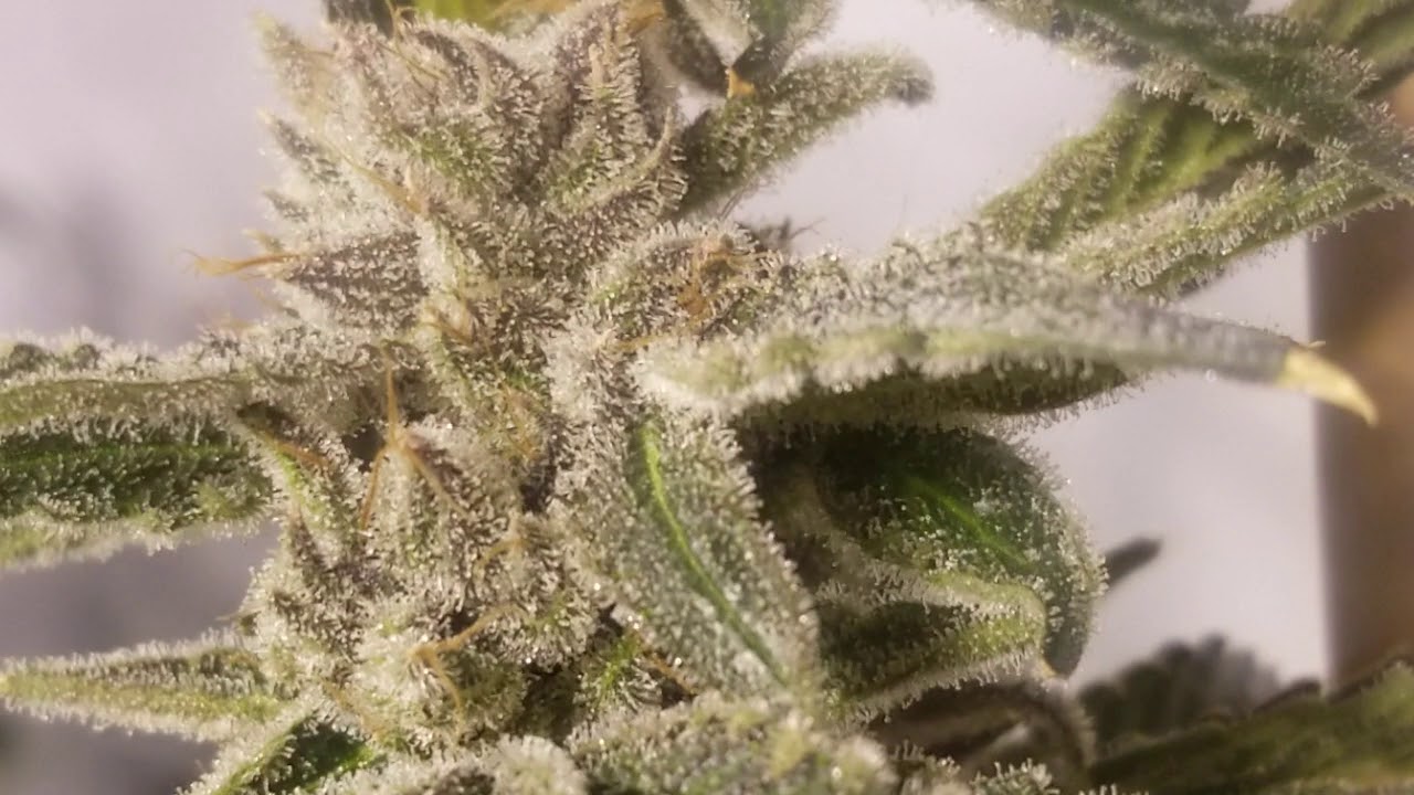 Holy Grail OG. Day 70 of flower (7 of flush)