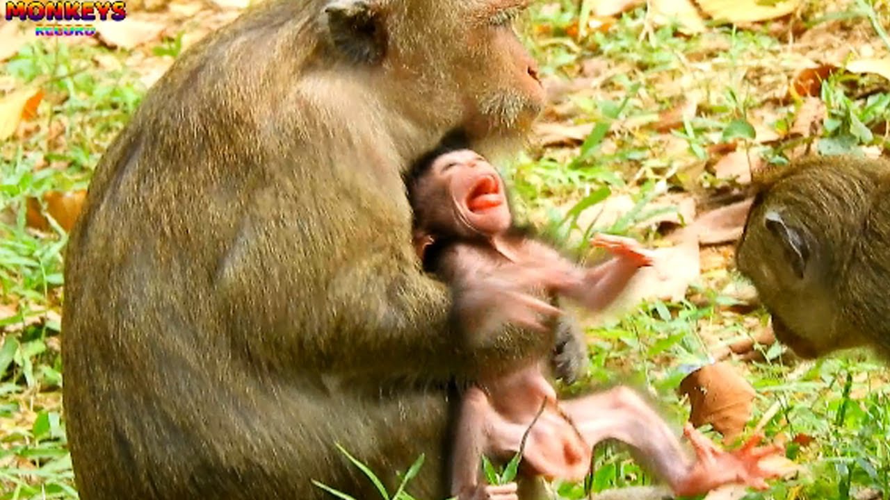 Billion pity see newborn monkey Dax cries very loud angry mom Daisy | What Daisy doing on him