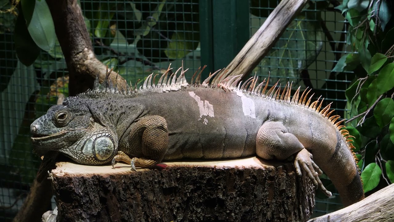 Таллиннский зоопарк 2020 / Tallinn Zoo / Tallinna Loomaaed