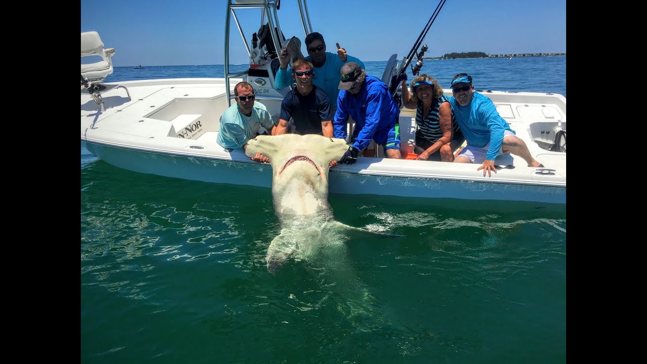 Huge Hammerhead in Boca Grande, FL Biggest of 2016