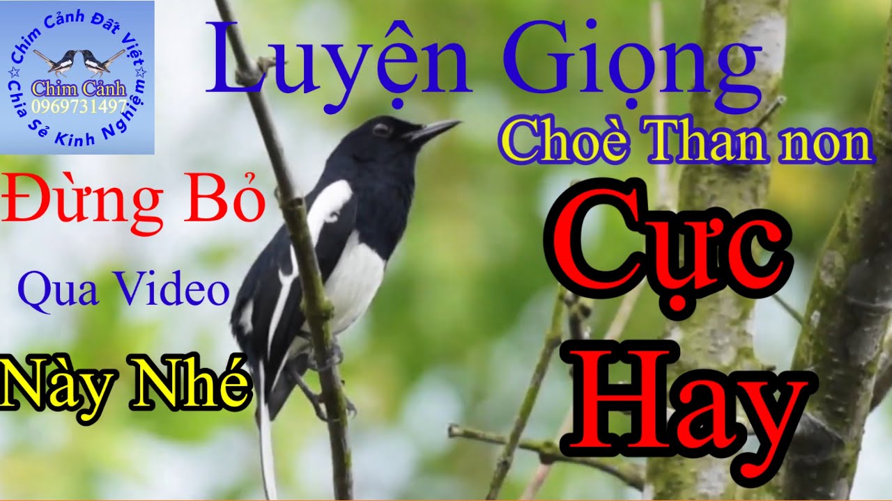 (Chim Cảnh) Luyện giọng Choè than non hót buổi sáng cực hay
