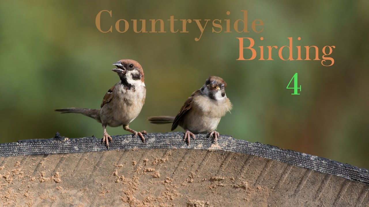 Birding around the countryside part 4 | Nice morning birding around the countryside | Cam Nature |