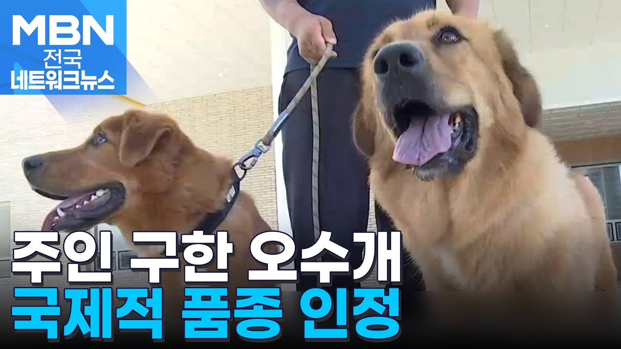 불길서 주인 구한 '오수개'…세계 공식 품종 인정 [전국네트워크]