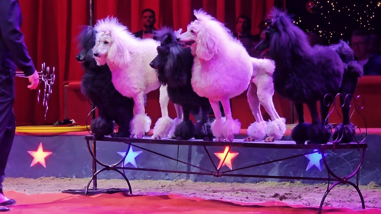 Alex& Romy Jostmann - Königspudel Hundeshow Weltweihnachtscircus Stuttgart 2024/25 Zirkus Pudelpower