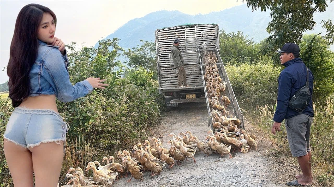 The daily life of ducks running and jumping in the fields to find food.