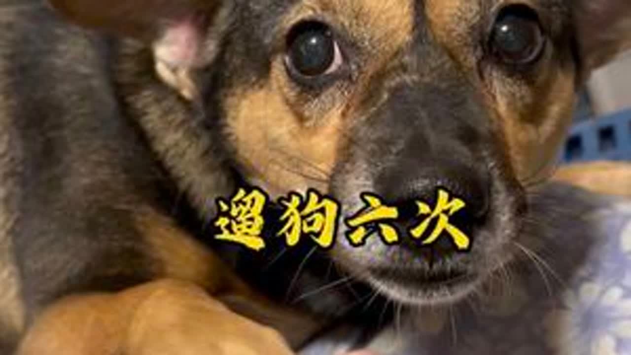 每天遛狗6次，早上奶奶遛狗，傍晚爷爷遛狗，晚上爸爸遛狗，狗子们超幸福！#遛狗 #遛狗日常 #狗狗的心思都写在脸上了