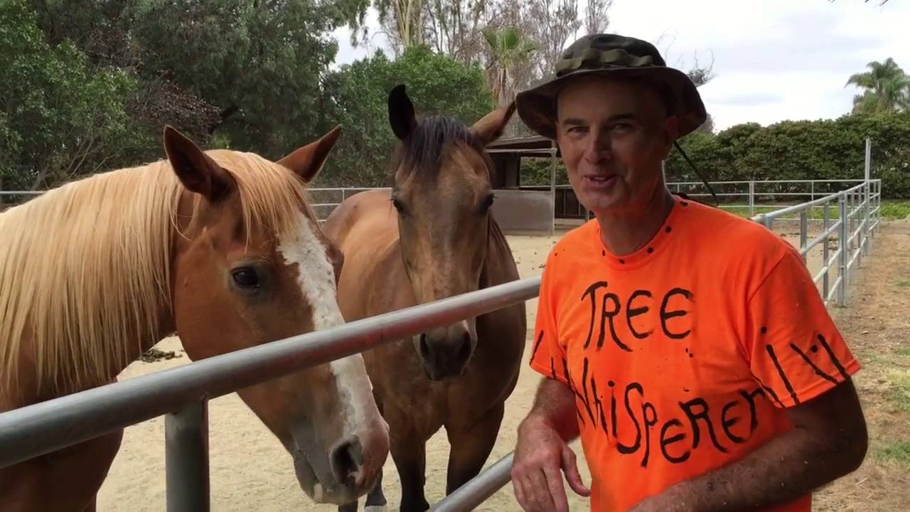 Melaleuca Tree Pruning with Gary Walker, The Tree Whisperer