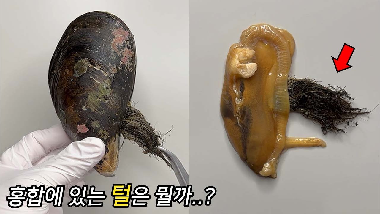 여러분 중 99%는 이 털을 먹어보았습니다. – 홍합 해부