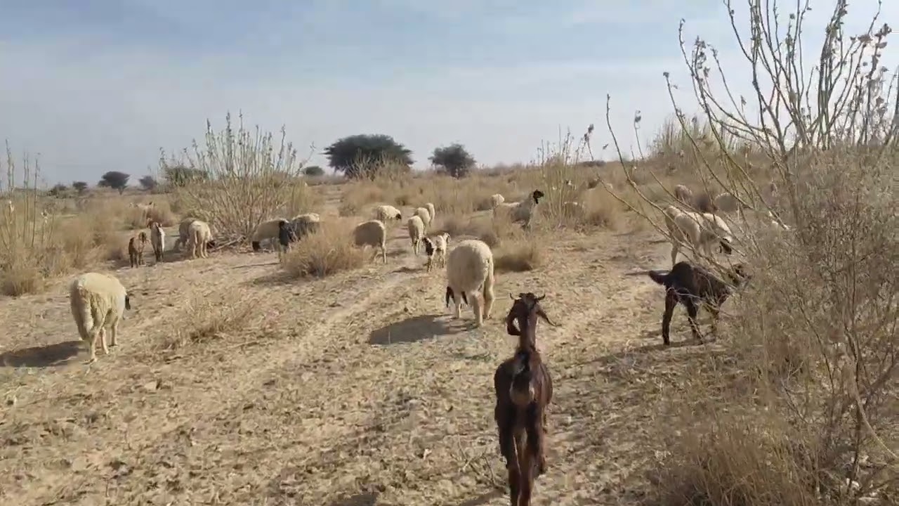 Bhed Bakri ka #vlog #youtubeshort 