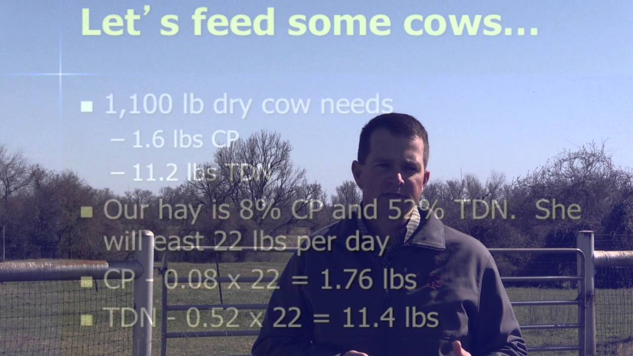 Lecture 12 Part 2- Supplementation in Feeding Cattle