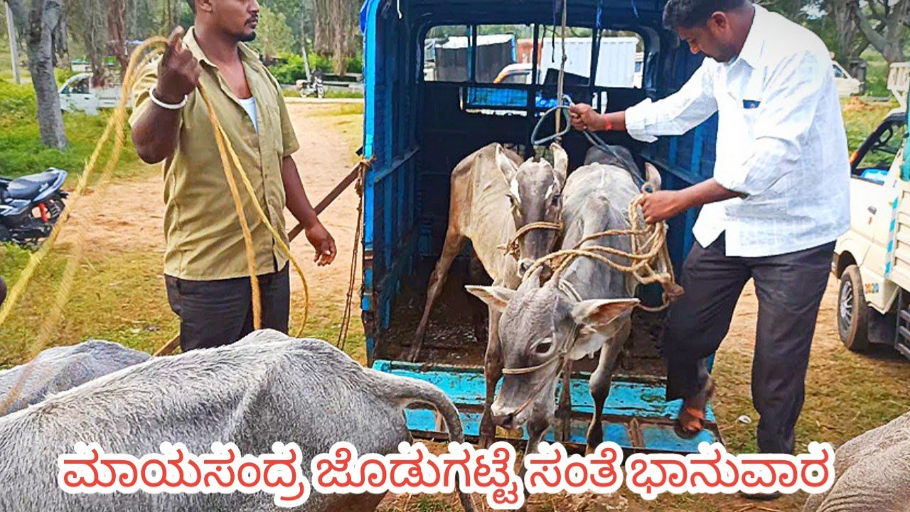 Hallikar Bulls ಮಾಯಸಂದ್ರ ಜೊಡುಗಟ್ಟೆ ಸಂತೆ ಪ್ರತಿ ಭಾನುವಾರ