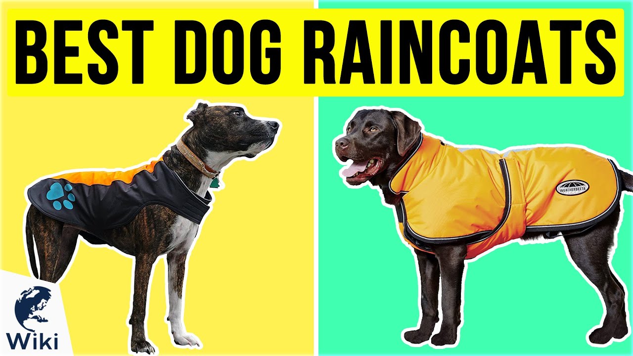 10 Best Dog Raincoats 2020