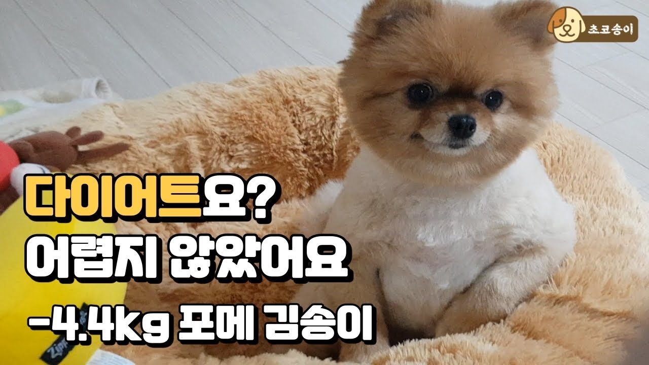 유기견 입양 후 10일, 다이어트 결과 | 과연 몇 kg 감량했을까?