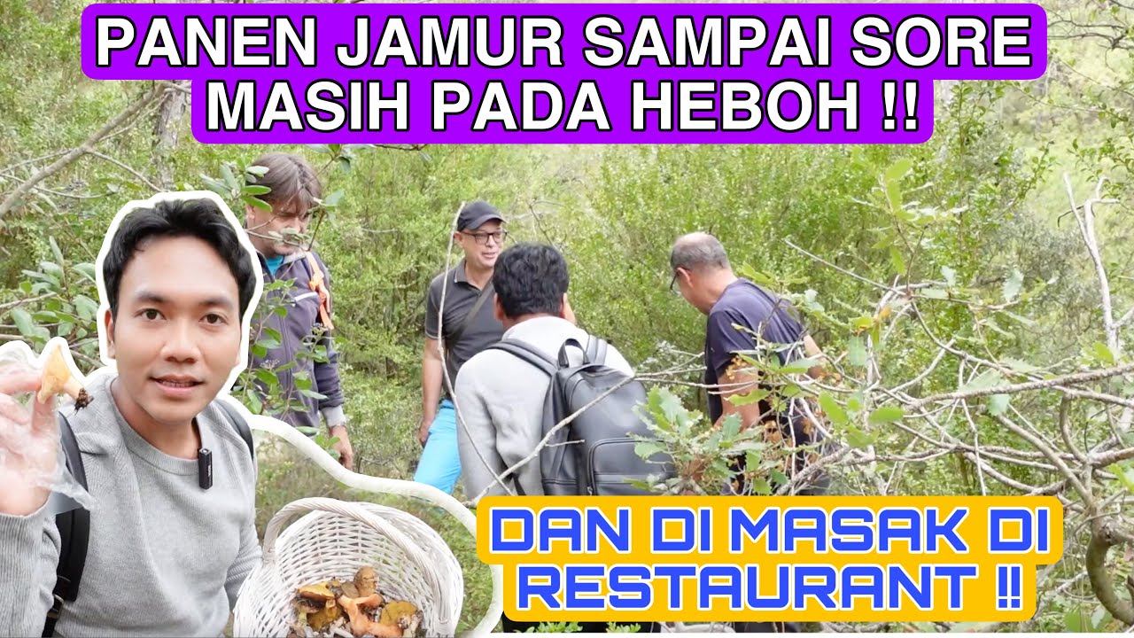 PANEN JAMUR LIAR DAPAT YANG HARGA SUPER MAHAL DI PASARAN!! DAN DI MASAK DI RESTAURANT TEMAN ANJELI!