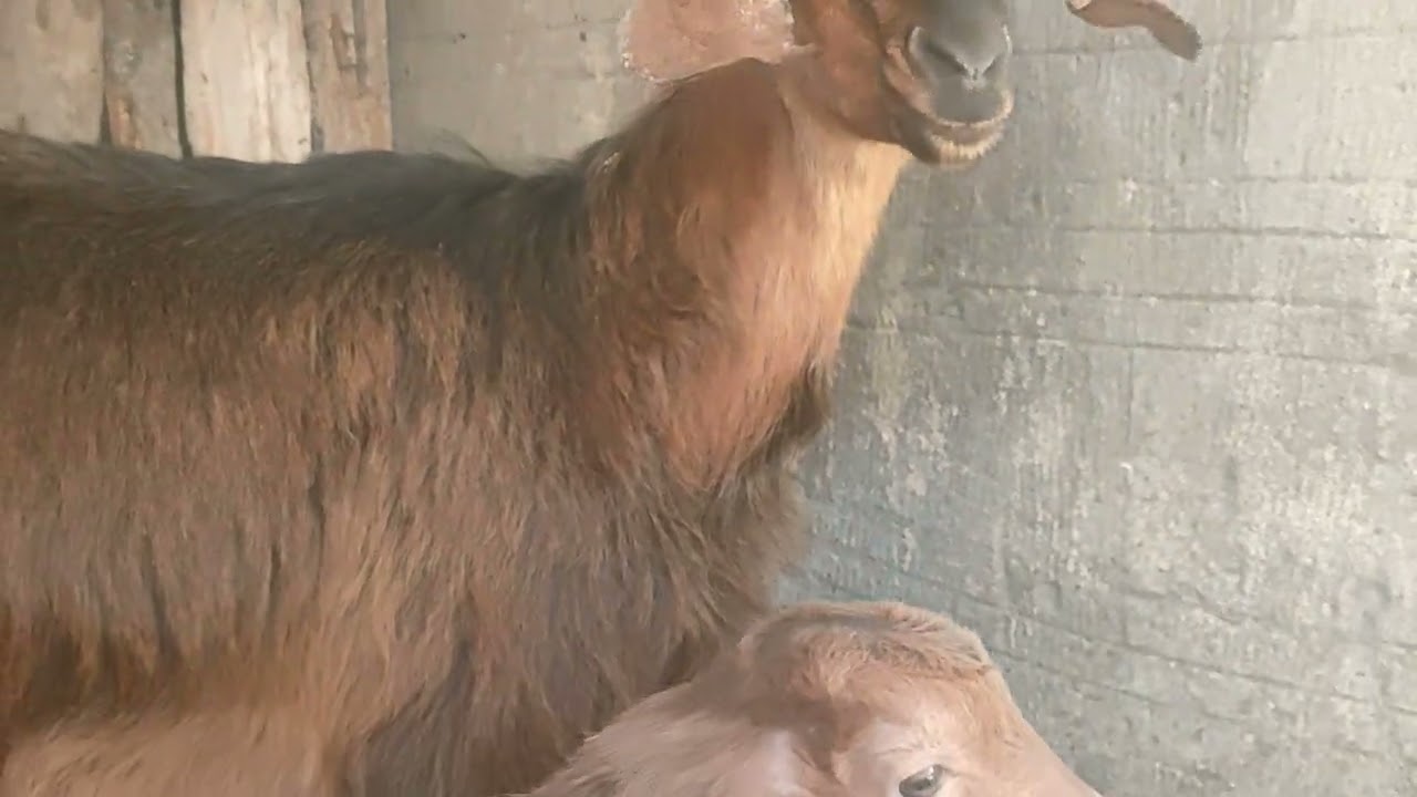تعالوا شوفوا الجدري اللي في الجديان 🐐🐐🐐