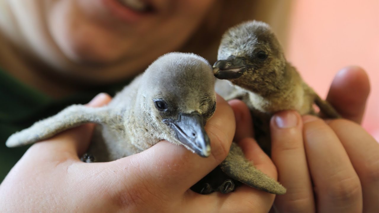 Feeding time for hungry penguin chicks