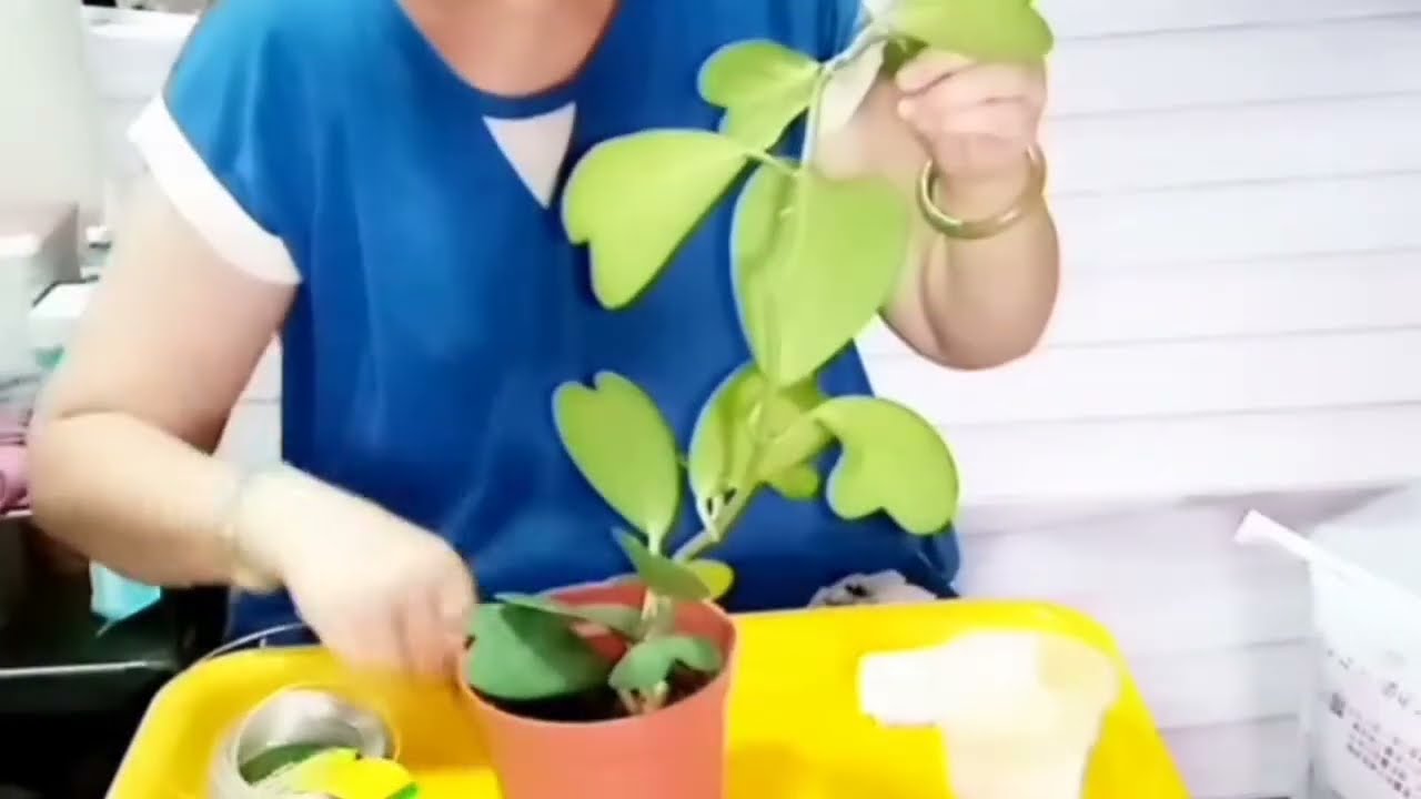 心葉毬蘭 Hoya kerriix Hearts、シャム桜蘭，19年剪成幾段阡插，兩年後長六七葉了，裝支架施肥,補介質以利開花  Fertilize＆Supplementary medium