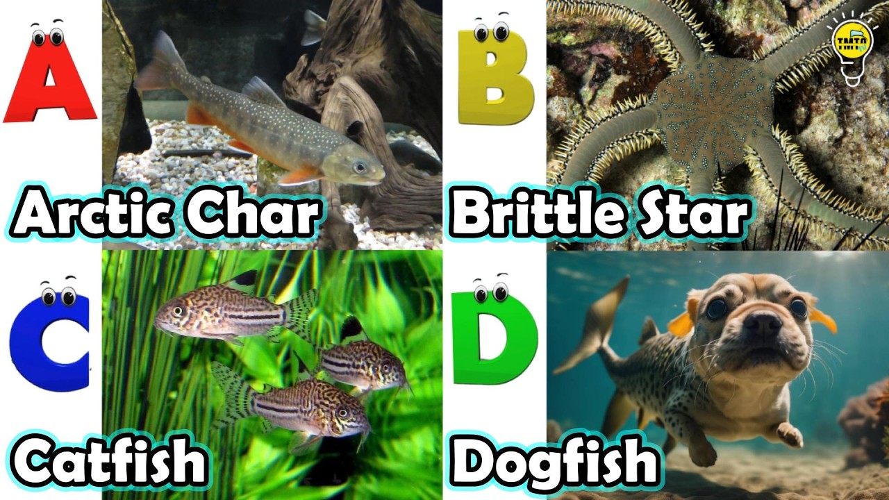 Cute ocean animals | ABC phonics animals | ABC Sea Animals song | English and Animals for Kids