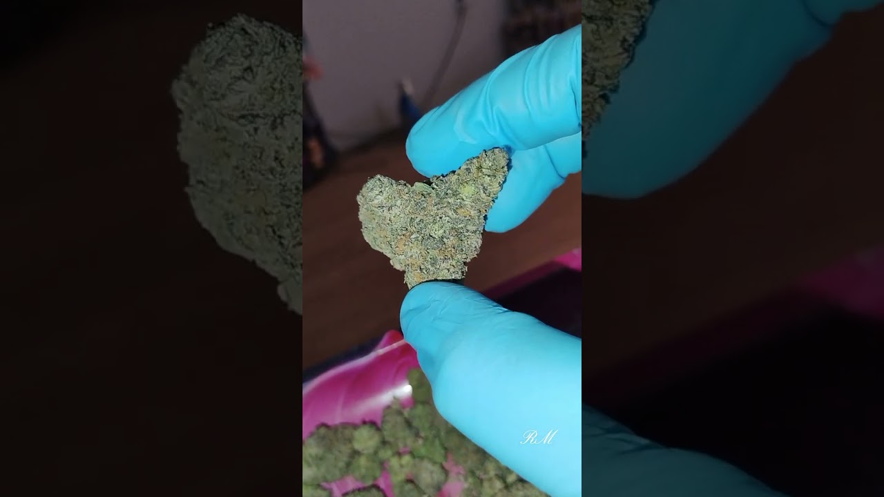 black cherry guava flower #bud #blackcherryguava #flower #pot #weed #marijuana