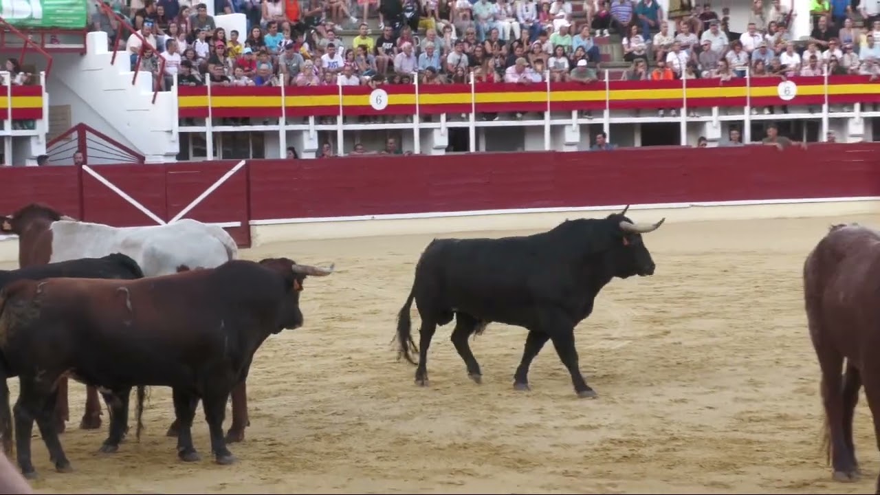 Desenjaule - San Antolín 2024 Medina del Campo