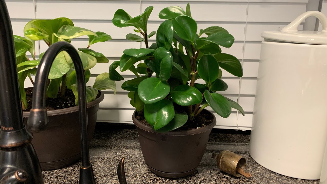 Dos maneras de reproducir PEPEROMIA || Ya puse afuera la casita para proteger mis suculentas