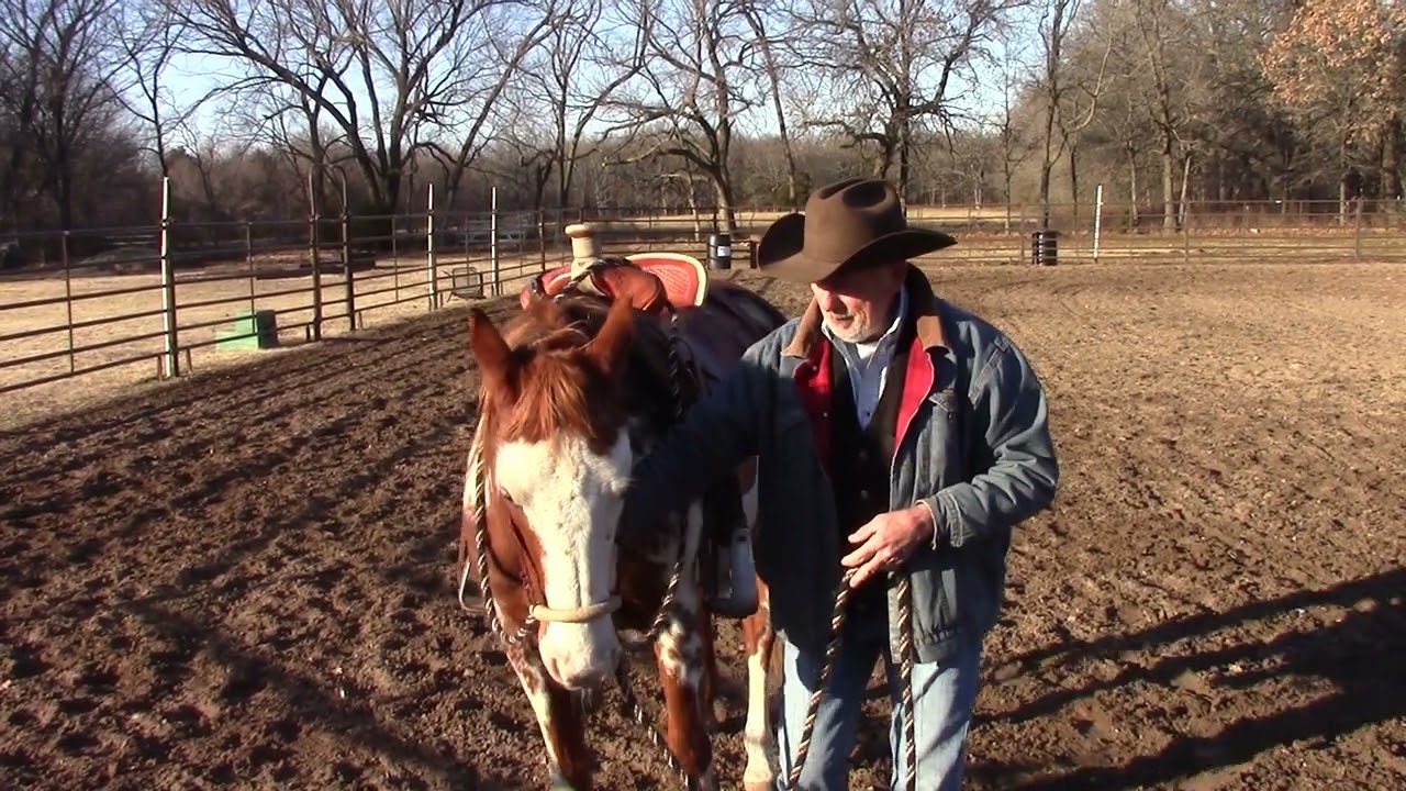 Introducing a Hackamore to an Older Horse
