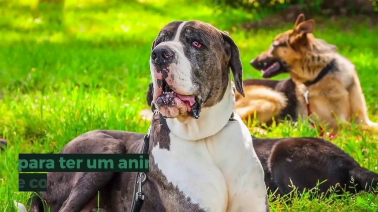 Bem-vindos ao Pet Hotel Gaia