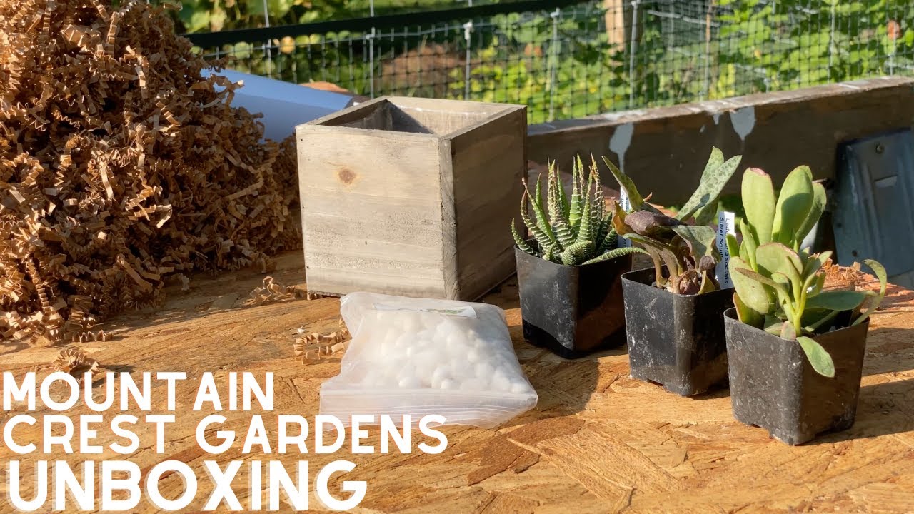Mountain Crest Gardens Succulent Unboxing - Haworthia, Crassula, & Ledebouria Succulents!