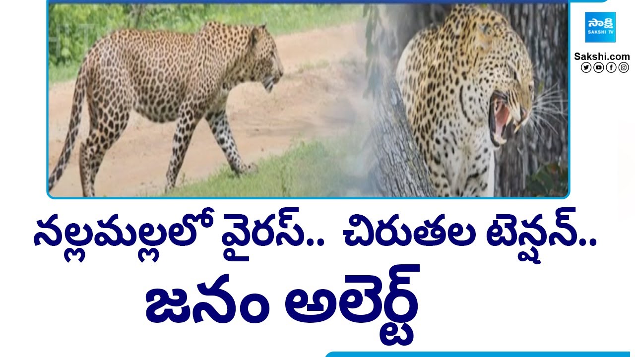 Wild Boars are Infected with the Virus in Nallamala Forest || AP News  @SakshiTV